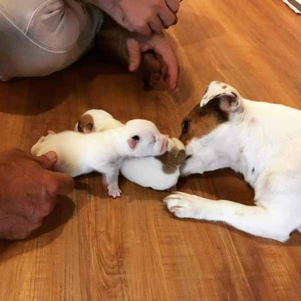 Special class: Acting with Puppies